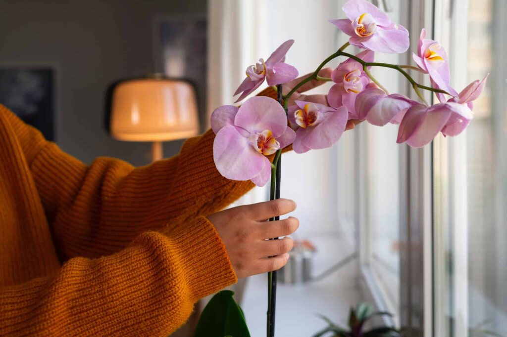 žena v oranžovom svetri drží ružovú orchideu