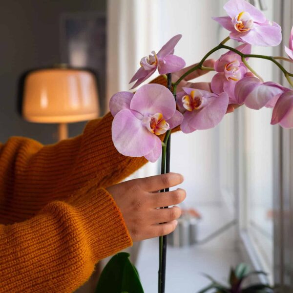 žena v oranžovom svetri drží ružovú orchideu