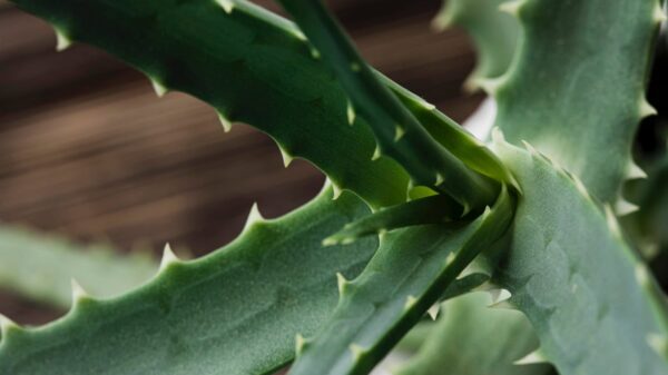 listy aloe vera