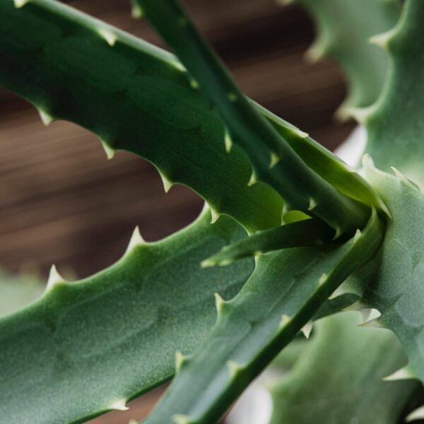 listy aloe vera