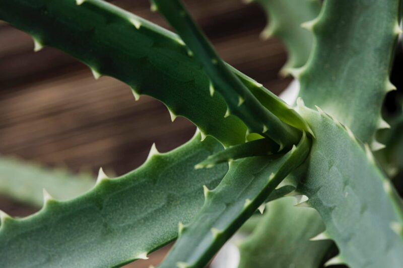 listy aloe vera