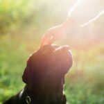 psík s rukou majiteľky nad hlavou v prírodou