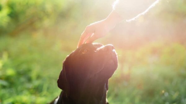 psík s rukou majiteľky nad hlavou v prírodou