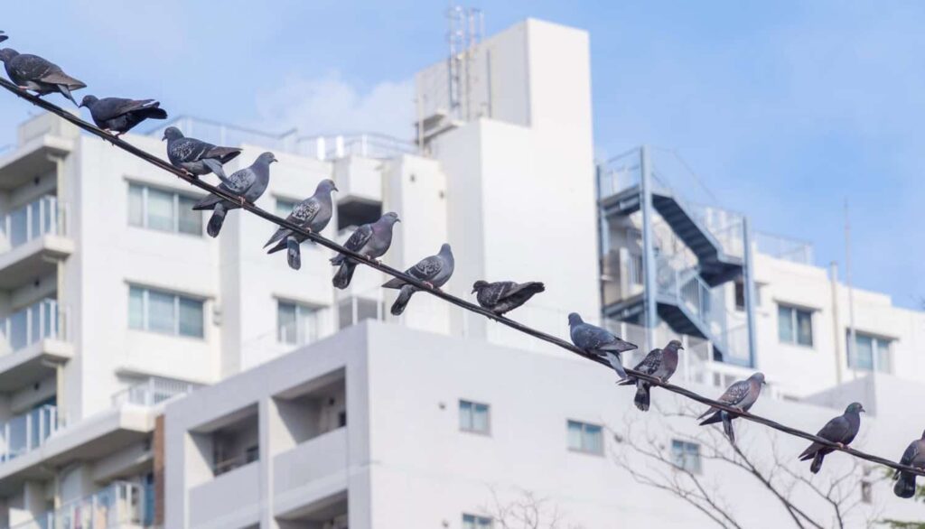 holuby na kábli v meste