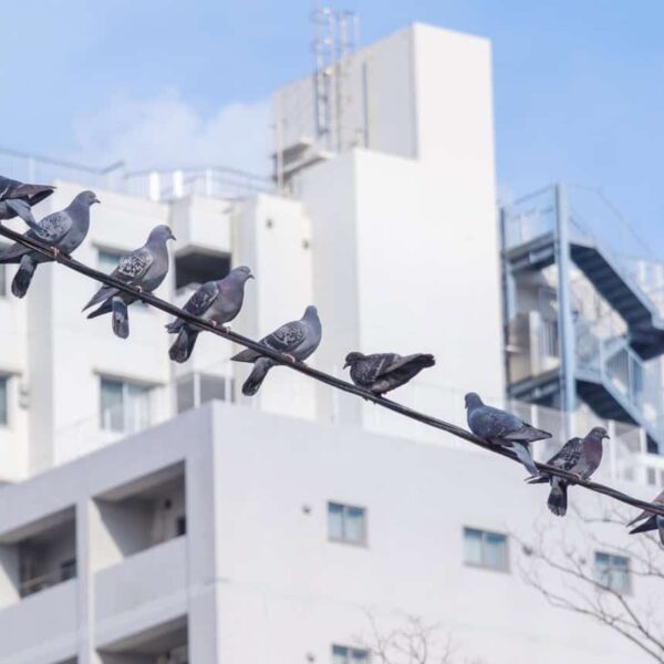 holuby na kábli v meste