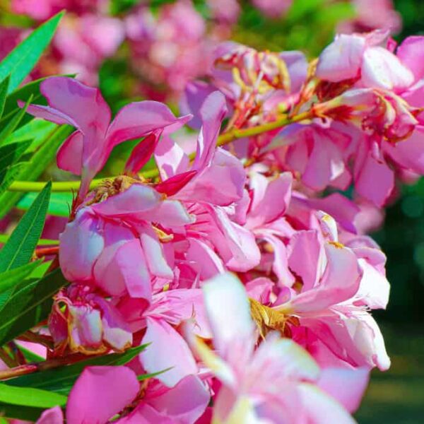 oleander a jeho krásne ružové kvety